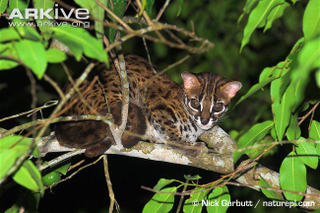 Illustration for article titled Caturday - Prionailurus bengalensis Edition